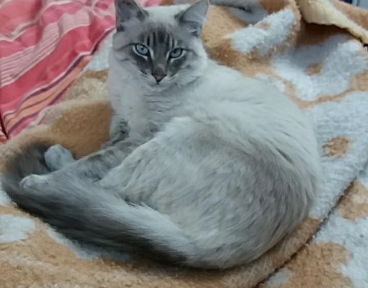 Pelote, chaton tabby seal point, né le 23/07/2019 Save_215