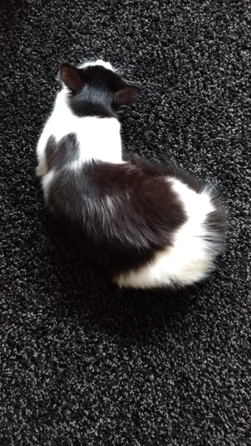 PIRMA, chatonne noire et blanche poils longs, née le 03/09/19 Save_228