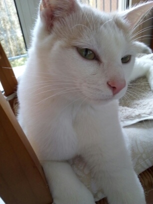 PLAYA, chatonne blanche aux taches grises, née le 01-04-19 Save_233
