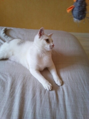 PLAYA, chatonne blanche aux taches grises, née le 01-04-19 Save_237