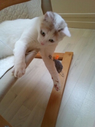 PLAYA, chatonne blanche aux taches grises, née le 01-04-19 Save_238