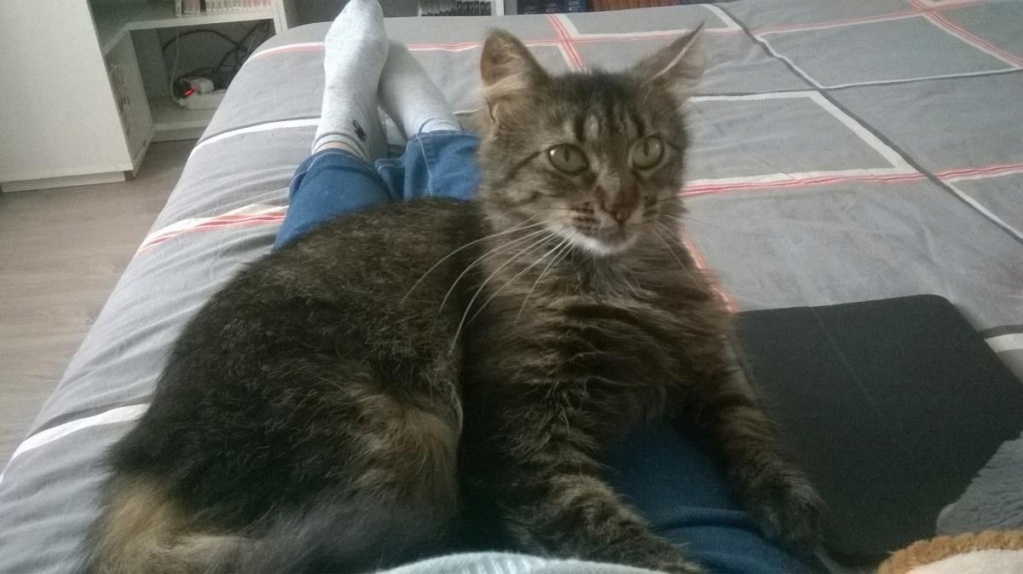 OPHEE femelle marron tabby de type Européen née le 19/02/2018 Save_261