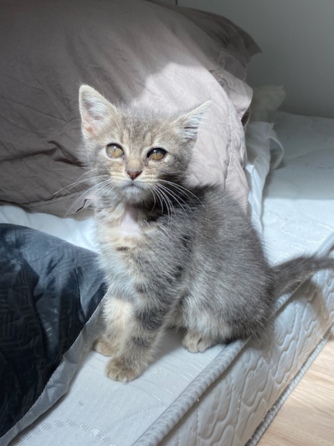 SOL, femelle grey tabby de type européen, née le 26/06/2021 Save_359