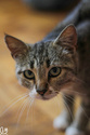TZIKI, chatte tricolore, type européen née en avril 2022 Img_1311