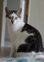SAFTY, chat mâle borgne, noir et blanc, né le 01.04.21 Tijuan11