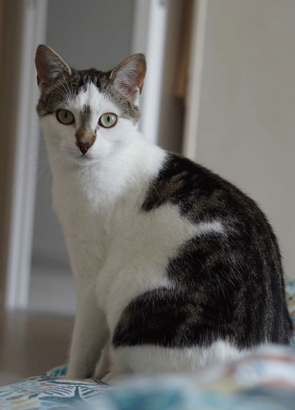 SACHA BIS, chat mâle fiv+, tigré et blanc, né en 2012 Tijuan10