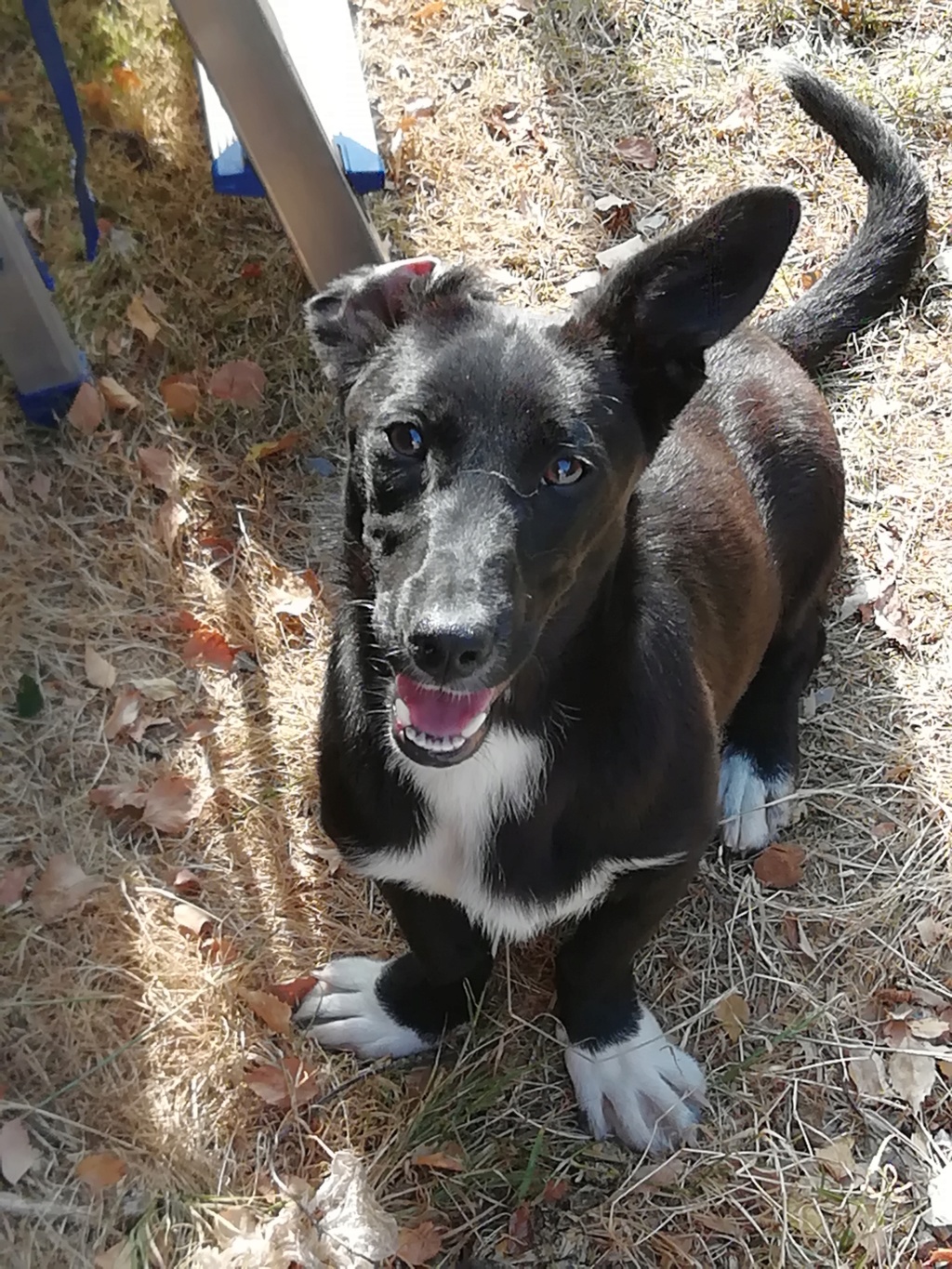 JULIETTE (ex LOÏS) - chiot femelle croisée de petite taille adulte née en novembre 2017 - REMEMBER ME LAND - adoptée par Bénédicte (Belgique)  Img_2047