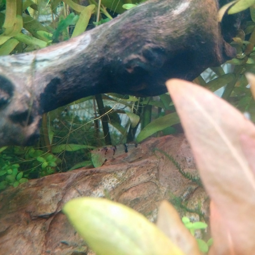 caridina multidentata - Guide sur les crevettes Racoon (caridina sp "racoon tiger") 05_gra10