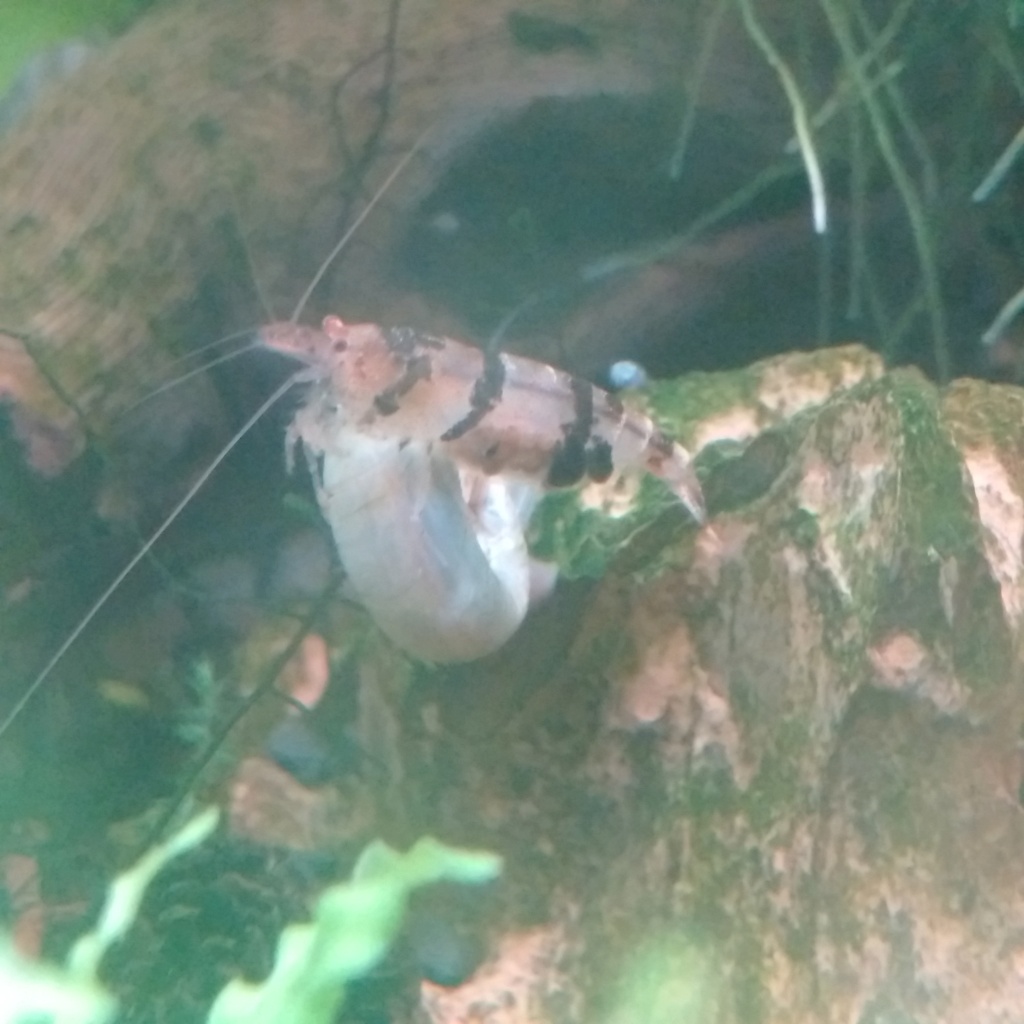 crevettes - Guide sur les crevettes Racoon (caridina sp "racoon tiger") Img_2079