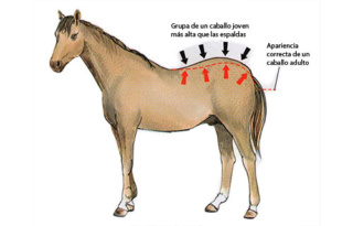 Estimación de la alzada de un potro cuando alcance la edad adulta Grupa-10