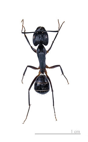 Renseignement général sur les fourmis, ainsi que diverses études toutes,plus étranges et enrichissantes les unes des autres. 290px-10