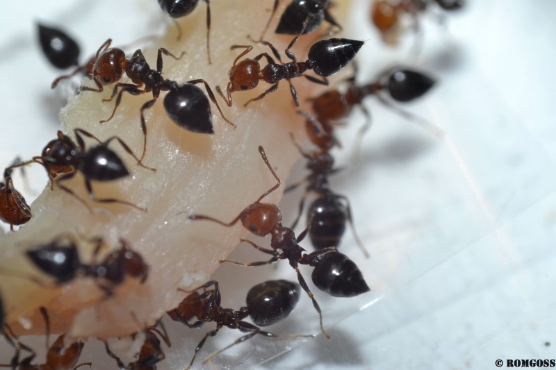 Fiche d'élevage Crematogaster scutellaris. _dsc0010