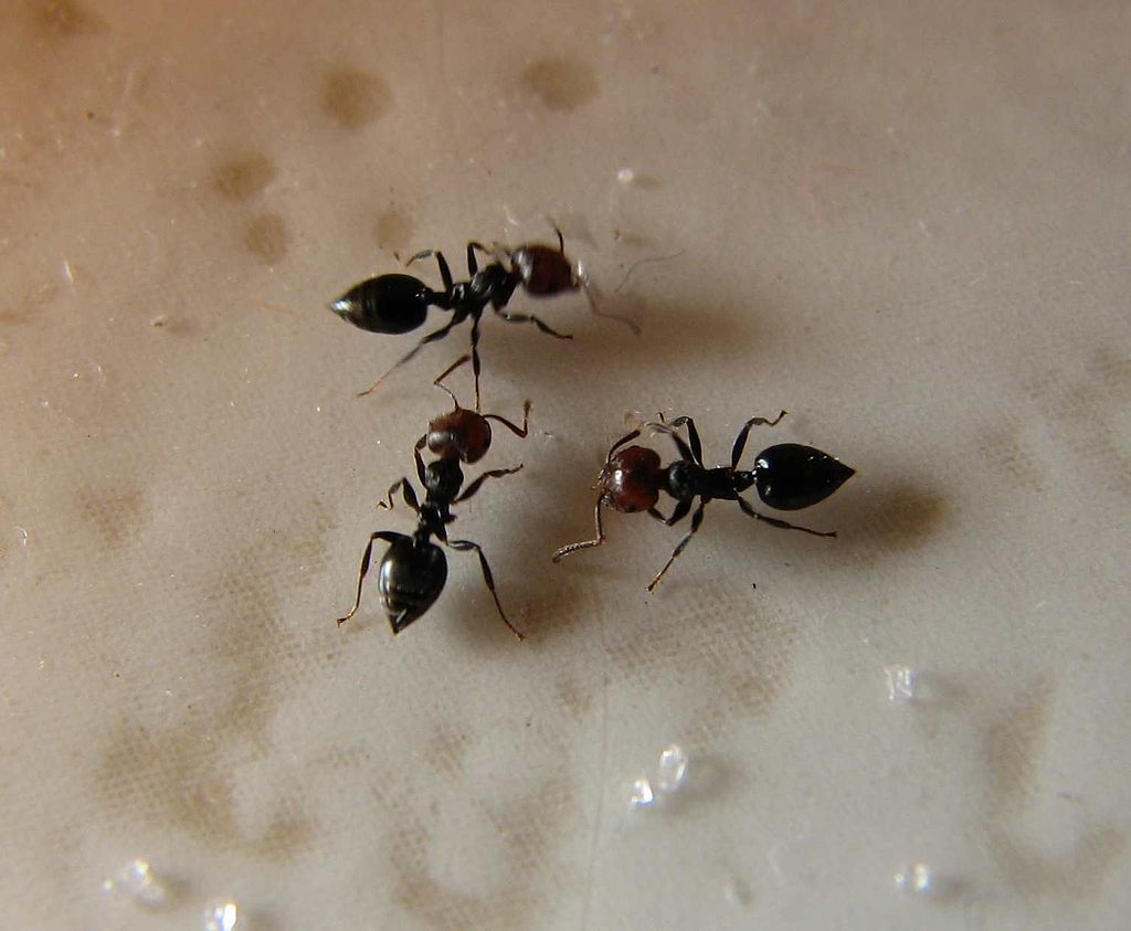 Renseignement général sur les fourmis, ainsi que diverses études toutes,plus étranges et enrichissantes les unes des autres. Crema10