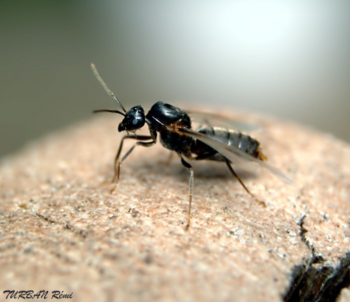 Fiche d'élevage Lasius flavus. Dsc_0910