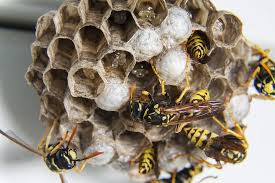 Renseignement général sur les fourmis, ainsi que diverses études toutes,plus étranges et enrichissantes les unes des autres. Guepes10