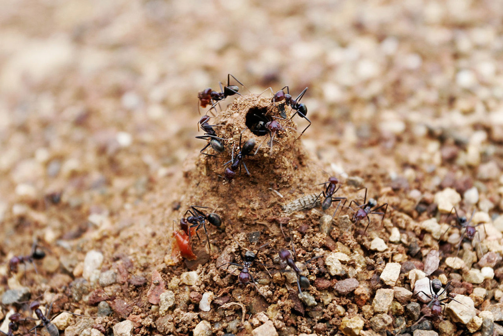 Renseignement général sur les fourmis, ainsi que diverses études toutes,plus étranges et enrichissantes les unes des autres. Nid_fo10