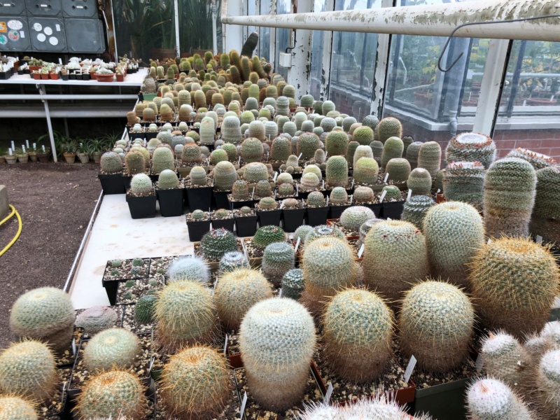 Visit of the AfM collection of the botanical garden at the Martin-Luther-University in Halle 20201126