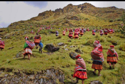 Pueblos originarios reforestan para recuperar ecosistemas y bosques. Scree184