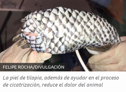 La piel de tilapia, además de ayudar en el proceso de cicatrización, reduce el dolor del animal Screen83