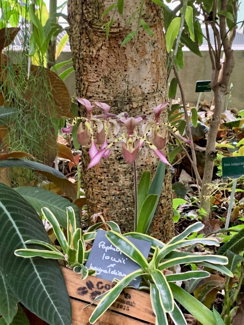 mille & une orchidées 2020 Img_1104