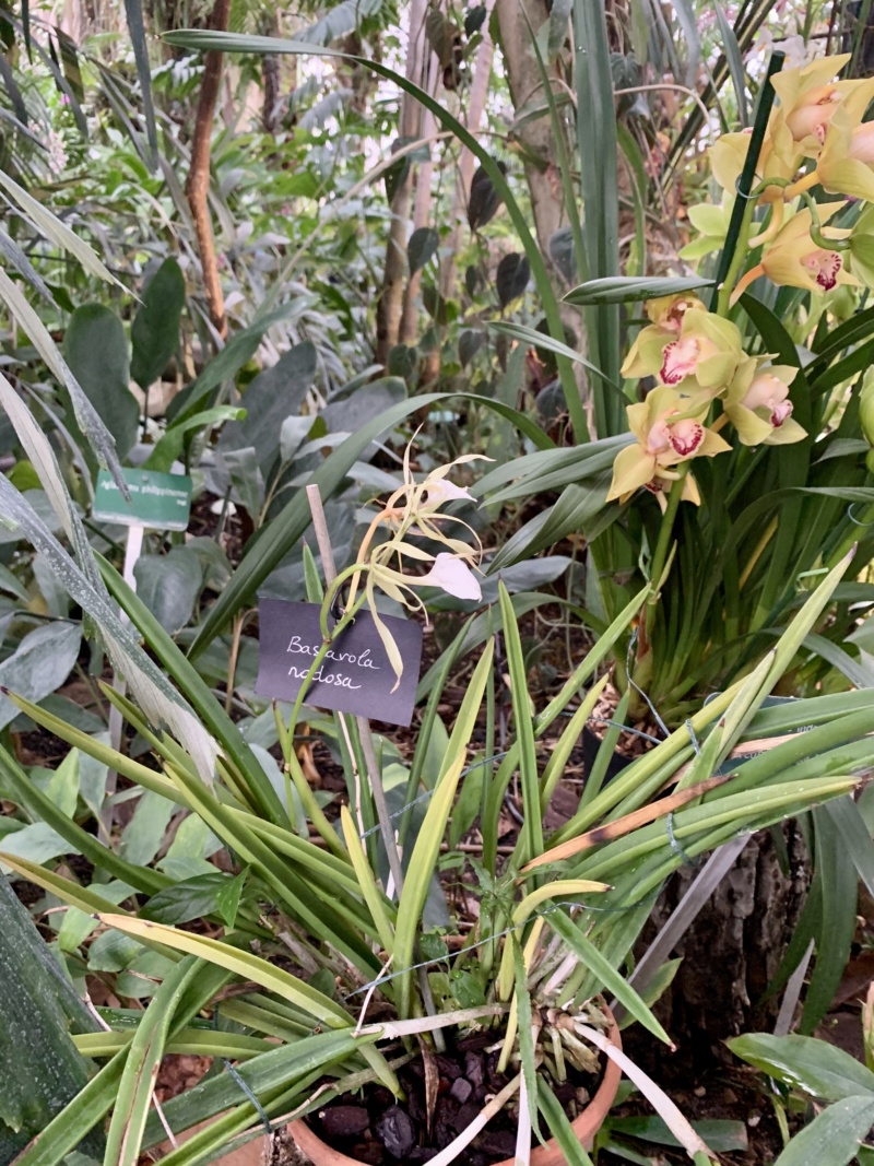 mille & une orchidées 2020 Img_1111