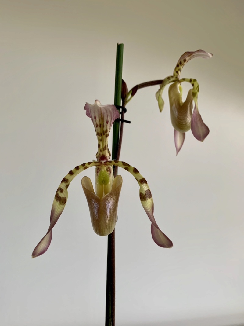 mille & une orchidées 2020 Img_1119