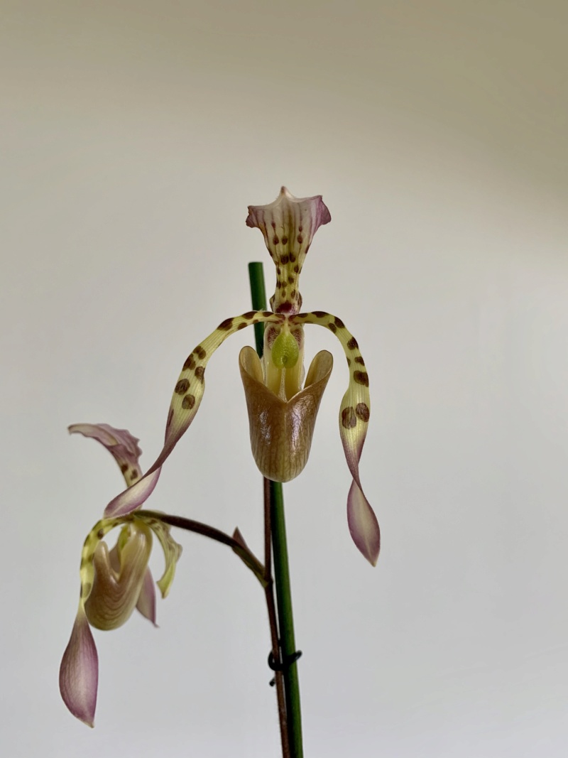 mille & une orchidées 2020 Img_1121