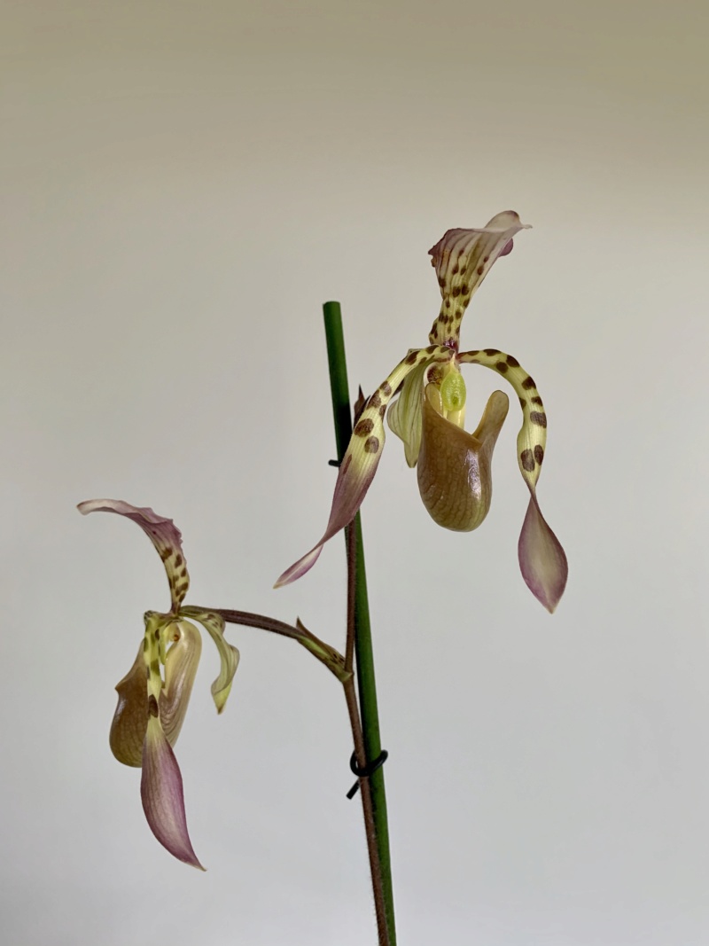 mille & une orchidées 2020 Img_1123