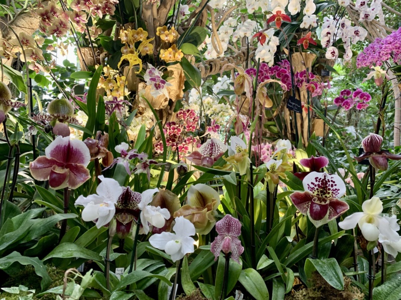 mille & une orchidées 2020 Img_1782