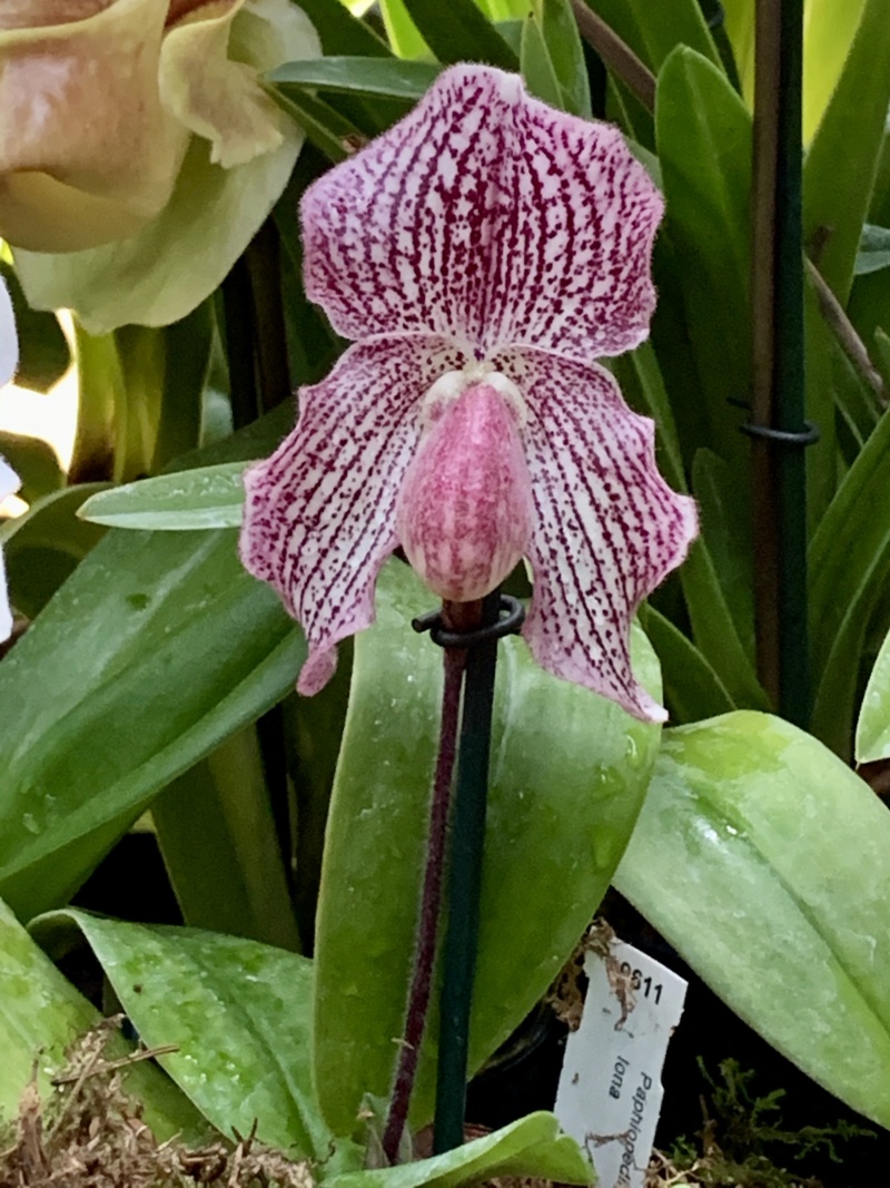 mille & une orchidées 2020 Img_1786