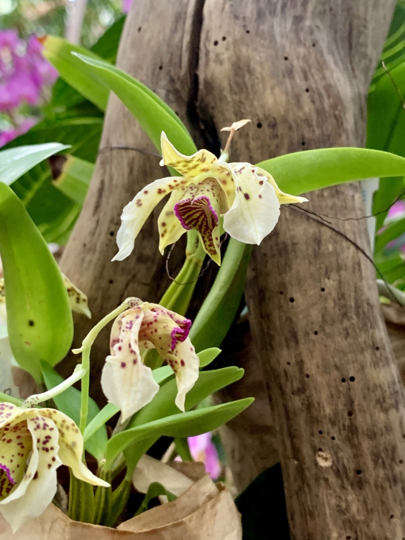 mille & une orchidées 2020 Img_1791