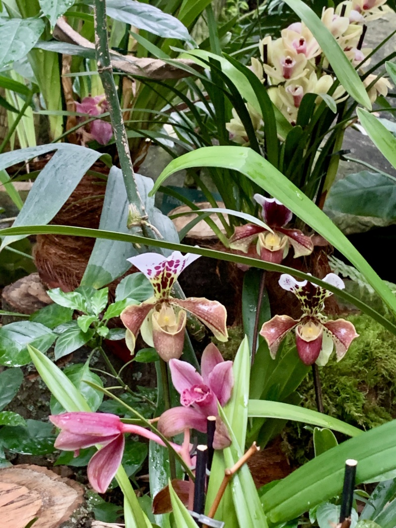mille & une orchidées 2020 Img_1794