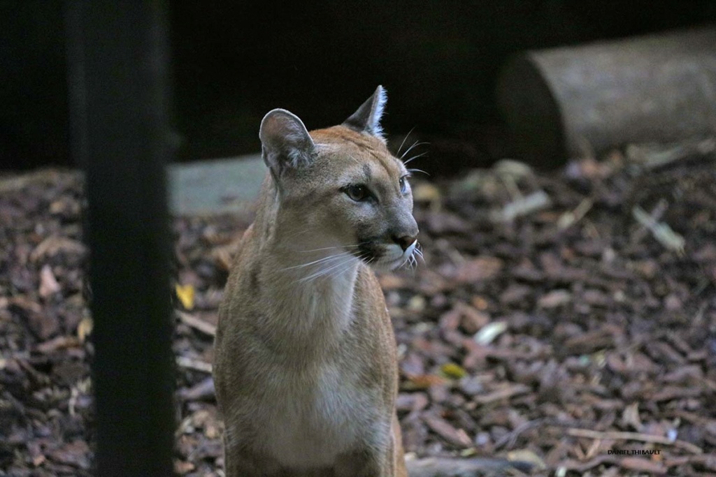 [fil ouvert] lions, tigres, autres félins, et autres animaux du zoo de Beauval 0b6a9127