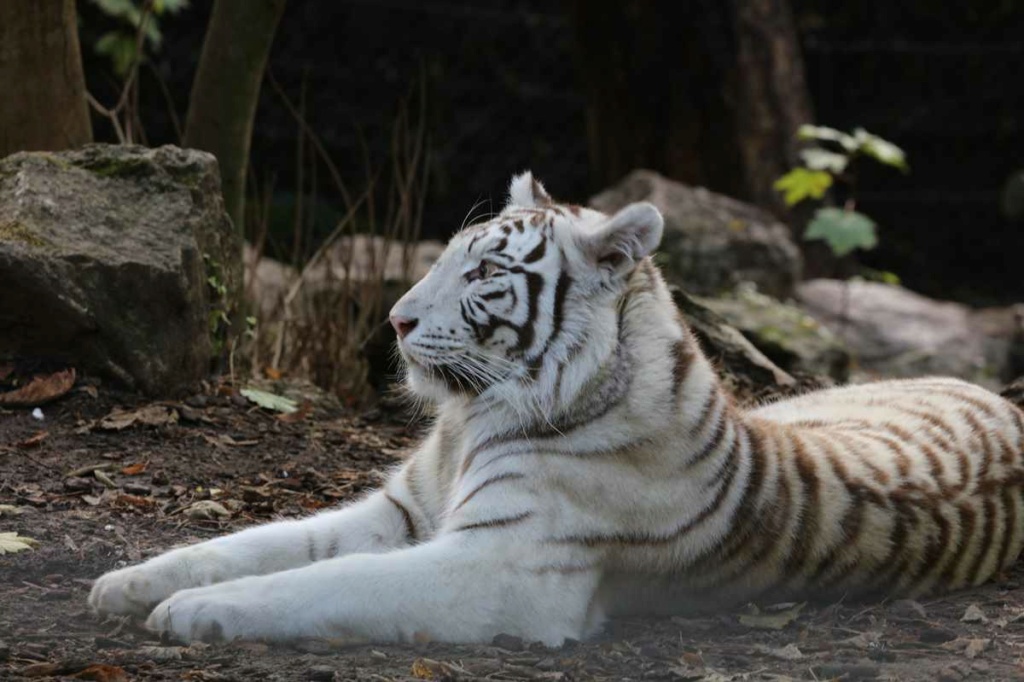 [fil ouvert] lions, tigres, autres félins, et autres animaux du zoo de Beauval _copie38