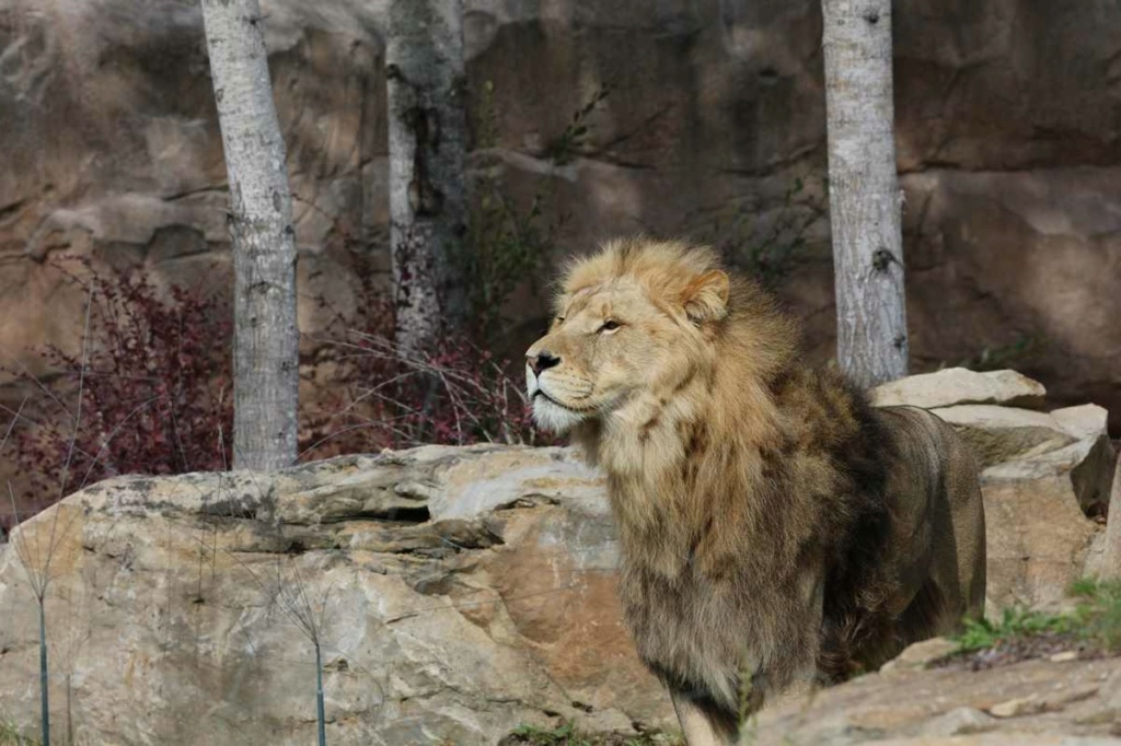 [fil ouvert] lions, tigres, autres félins, et autres animaux du zoo de Beauval _copie40