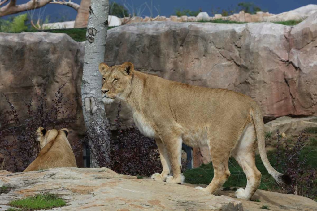[fil ouvert] lions, tigres, autres félins, et autres animaux du zoo de Beauval _copie42