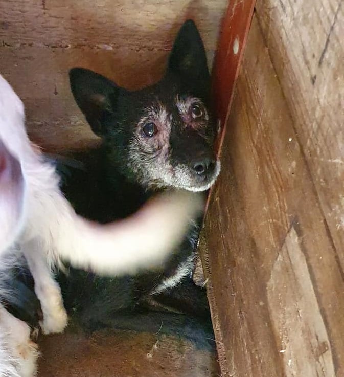 URGENCES CHIENS ET CHATS - ORASTIE (ROUMANIE) situation juillet 2022 - Page 4 Angel10