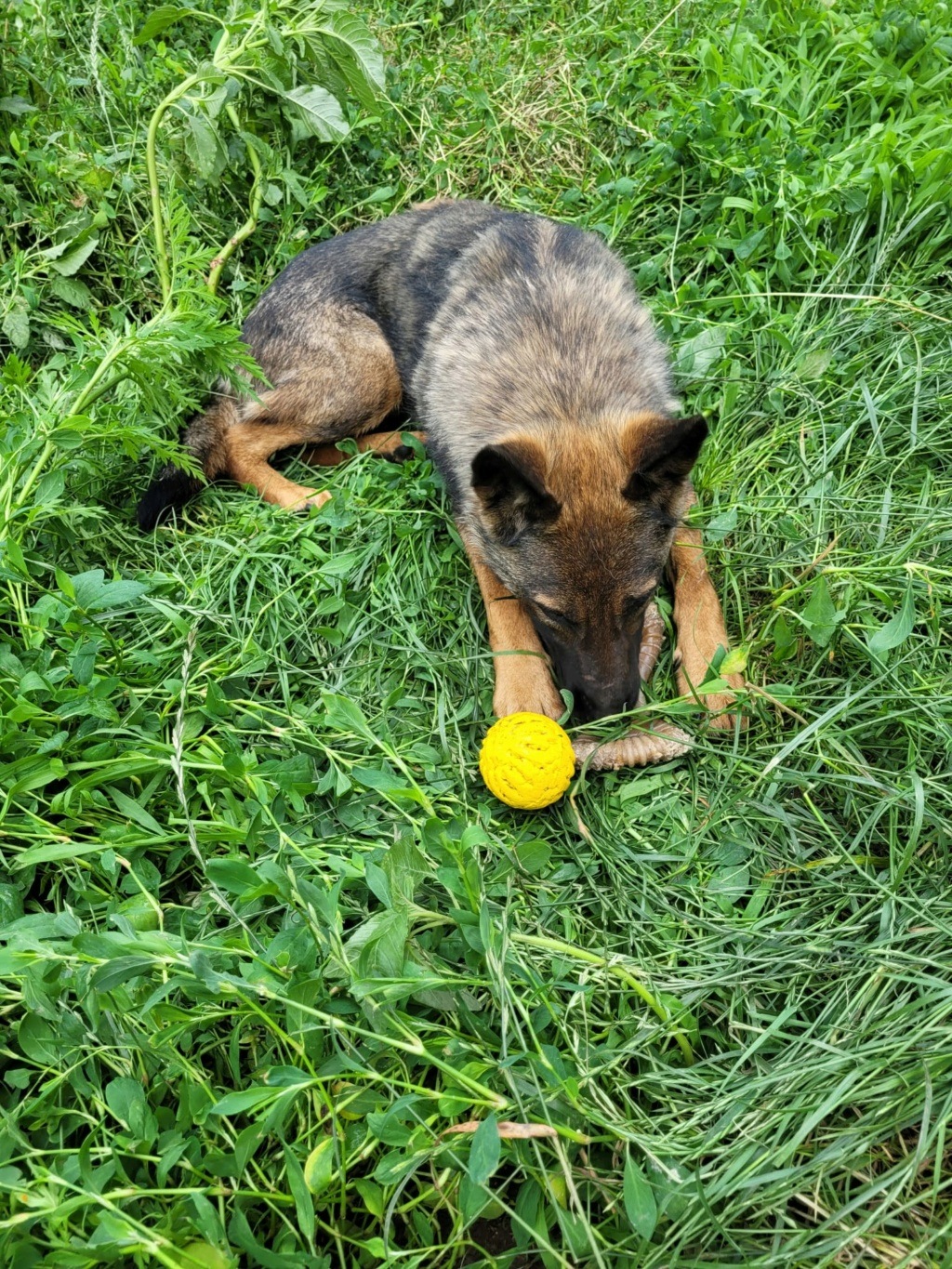 ELEKTRA F-X Malinois marron - junior (BELLA)- PRET - Img-2080