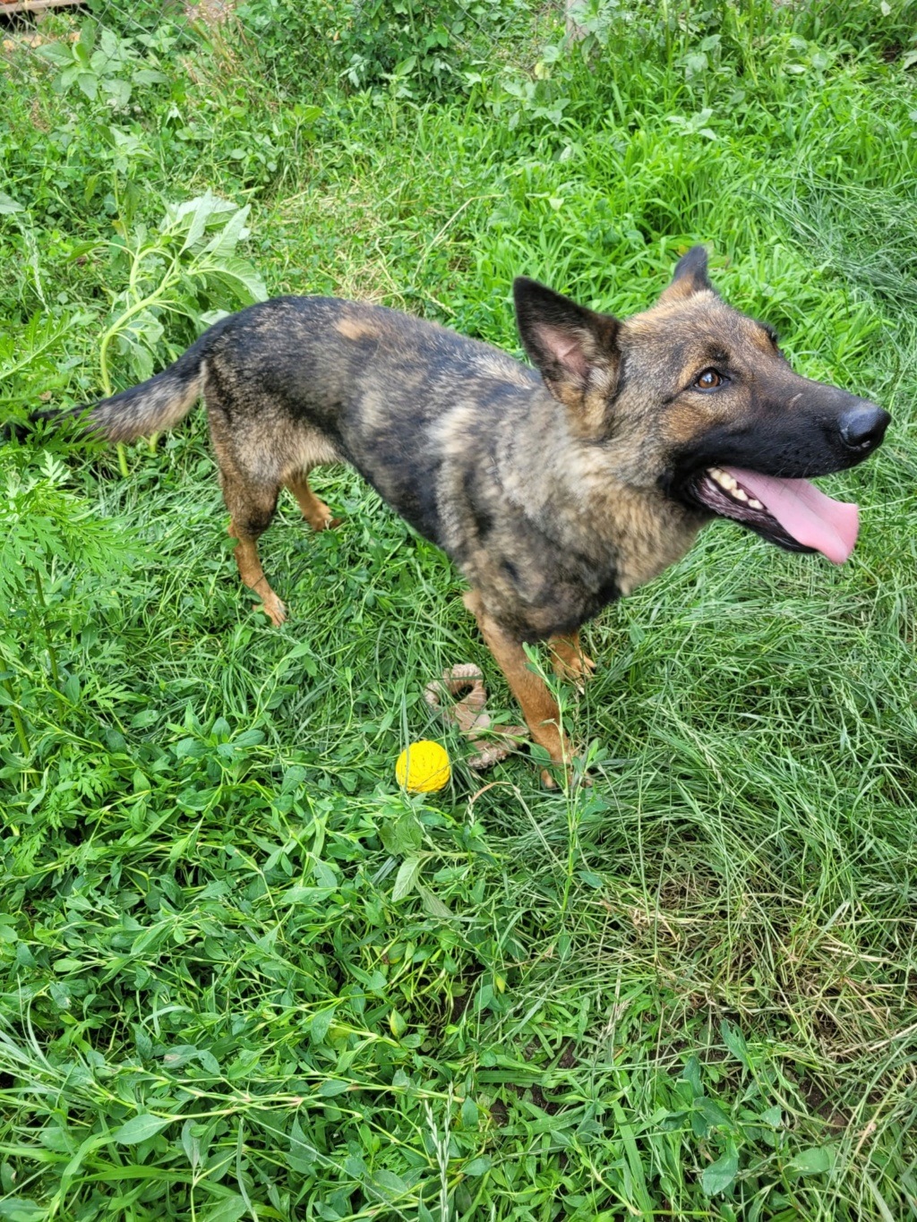 elektra - ELEKTRA F-X Malinois marron - junior (BELLA)- PRET - Img-2083