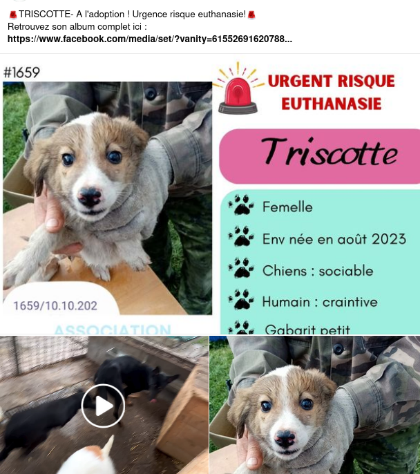 décembre 2023 : des chiots et de très jeunes loulou(te)s en urgence euthanasie - Page 10 Screen28