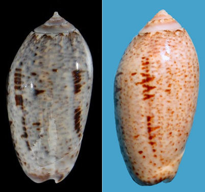 Americoliva incrassata (Lightfoot in Solander, 1786) - Page 2 000112