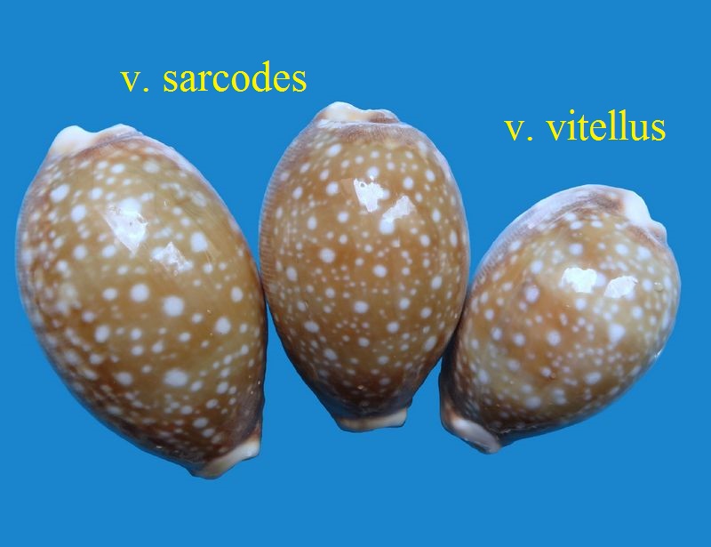 Lyncina vitellus f. sarcodes Melvill 1888 0110