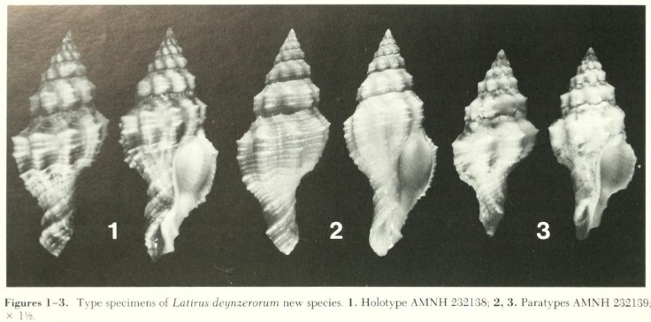 Latirus deynzerorum - Emerson & Sage, 1990 0118