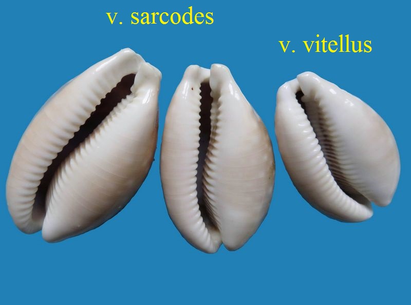 Lyncina vitellus f. sarcodes Melvill 1888 0210