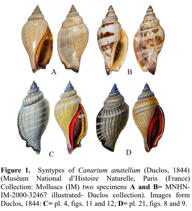 Canarium anatellum (Duclos, 1844) 0214