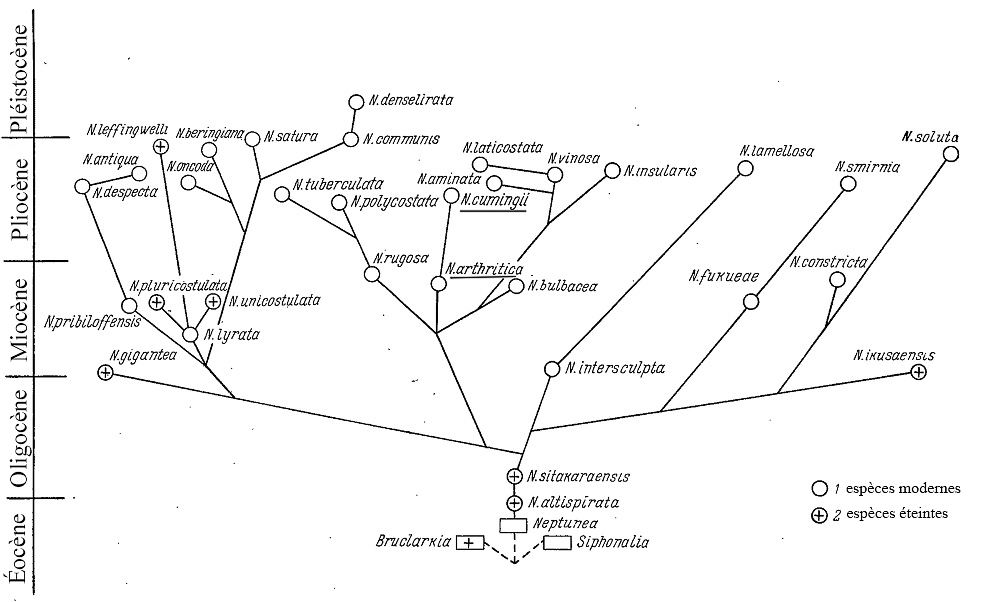 Neptunea arthritica (Valenciennes, 1858) - Freak / Senestre 02evot10