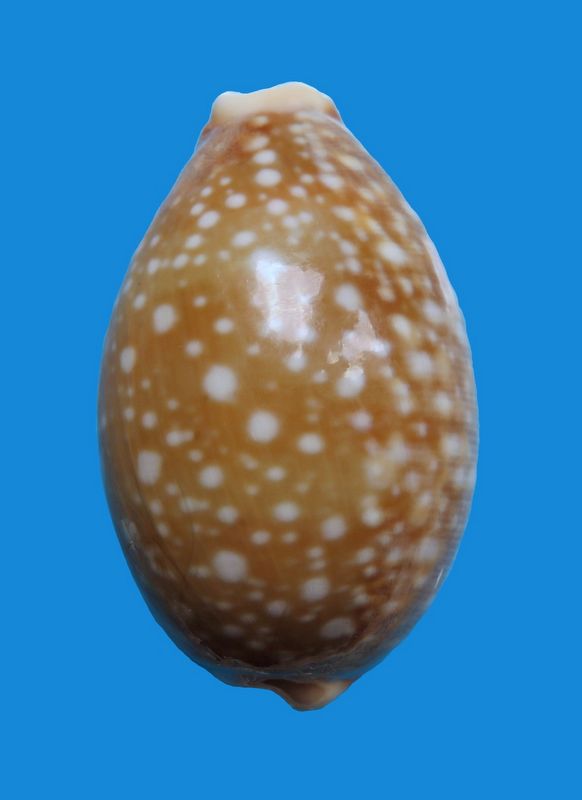 Lyncina vitellus f. sarcodes Melvill 1888 0710