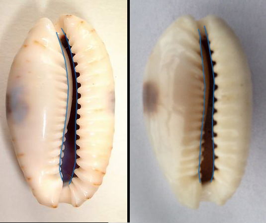 Naria erosa (Linnaeus, 1758) 2erosa11