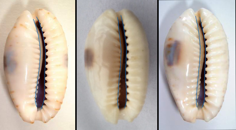 Naria erosa (Linnaeus, 1758) 2erosa12