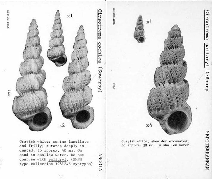 Cirsotrema pumiceum (Brocchi, 1814) 312910